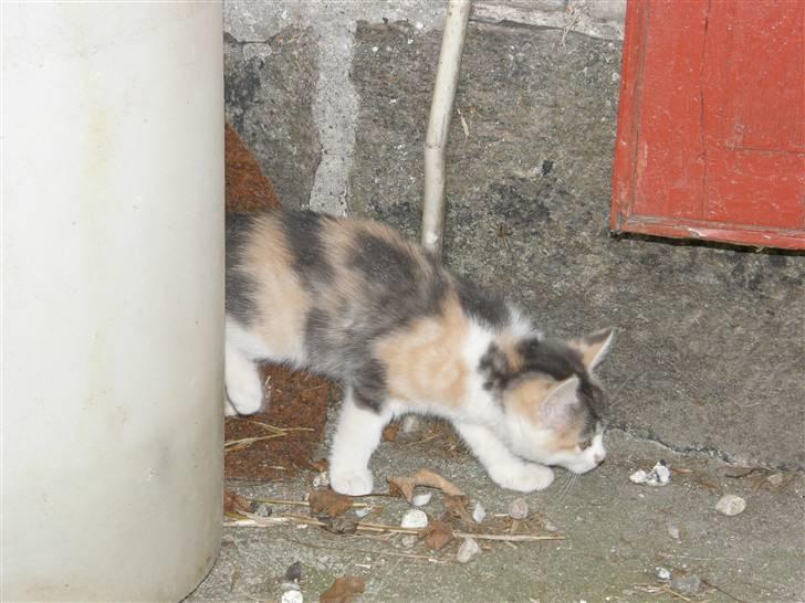 Huskat Whisky (Himmelkat) - På jagt? billede 17