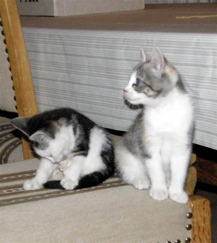 Huskat Whisky (Himmelkat) billede 18