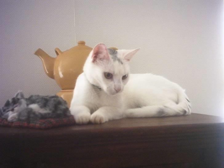 Blanding af racer Mille R.I.P. billede 9