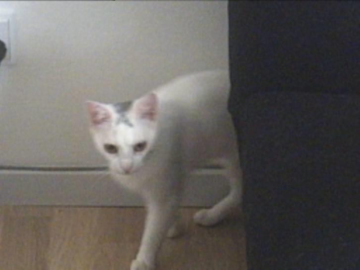 Blanding af racer Mille R.I.P. billede 10