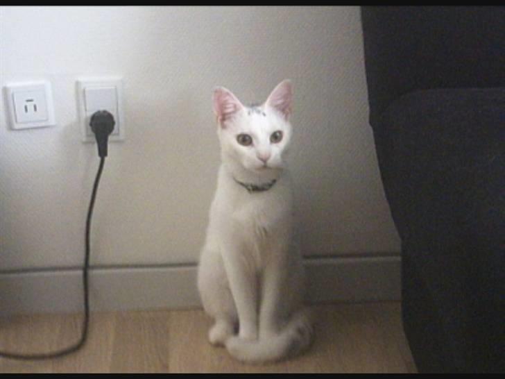 Blanding af racer Mille R.I.P. billede 11