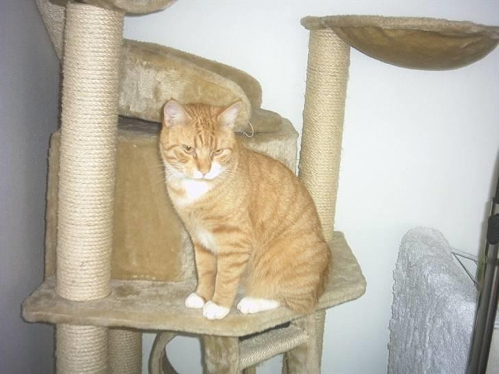 Blanding af racer speedy R.I.P. billede 9