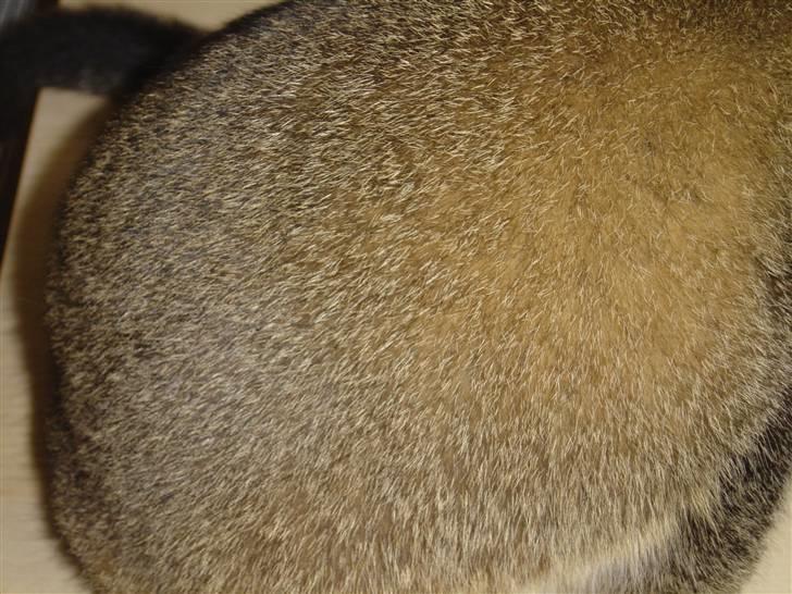 Blanding af racer Babis - Nærbillede af hendes meget specielle pels billede 6