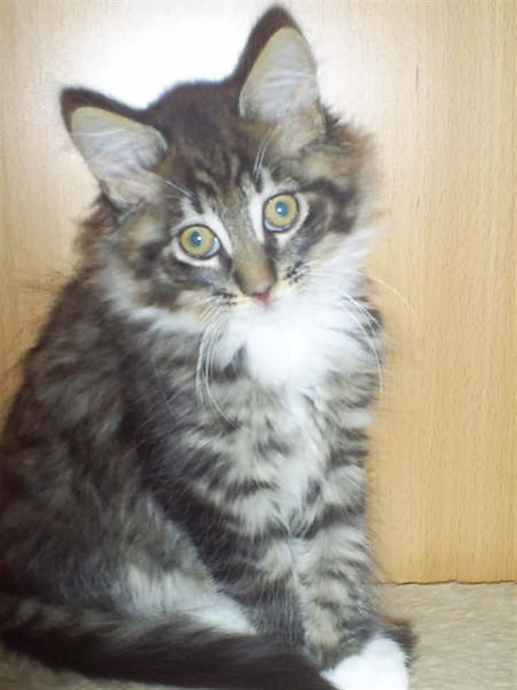 Maine Coon Nemo - 11 uger billede 6