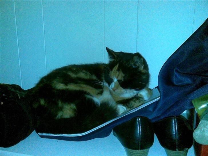 Huskat Molly billede 9