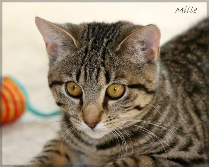 Huskat Mille R:I:P - Mille 12 uger billede 1