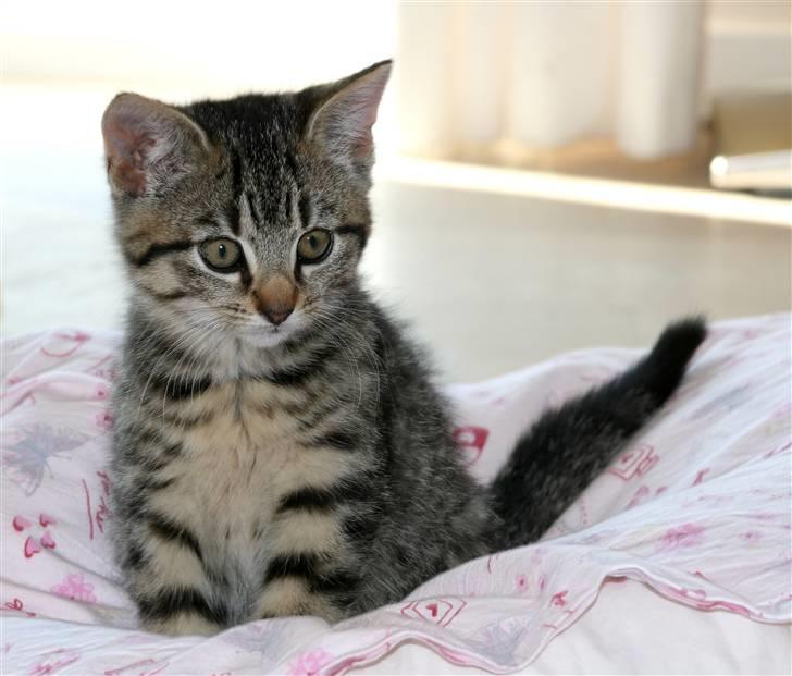 Huskat Mille R:I:P billede 2