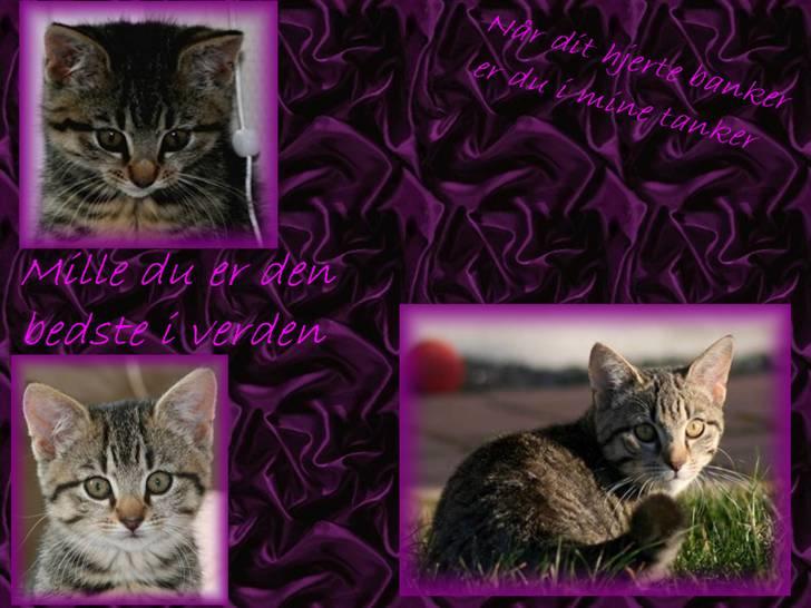 Huskat Mille R:I:P billede 3