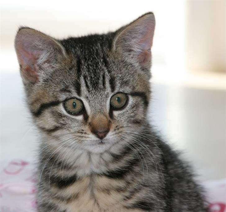 Huskat Mille R:I:P billede 4