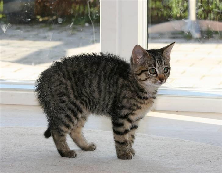 Huskat Mille R:I:P billede 6