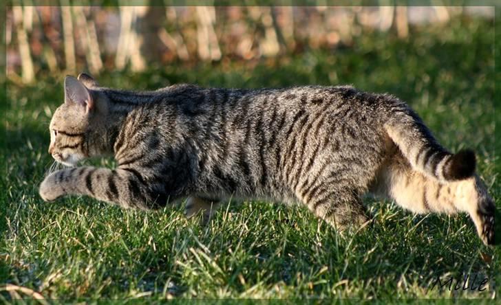 Huskat Mille R:I:P billede 7