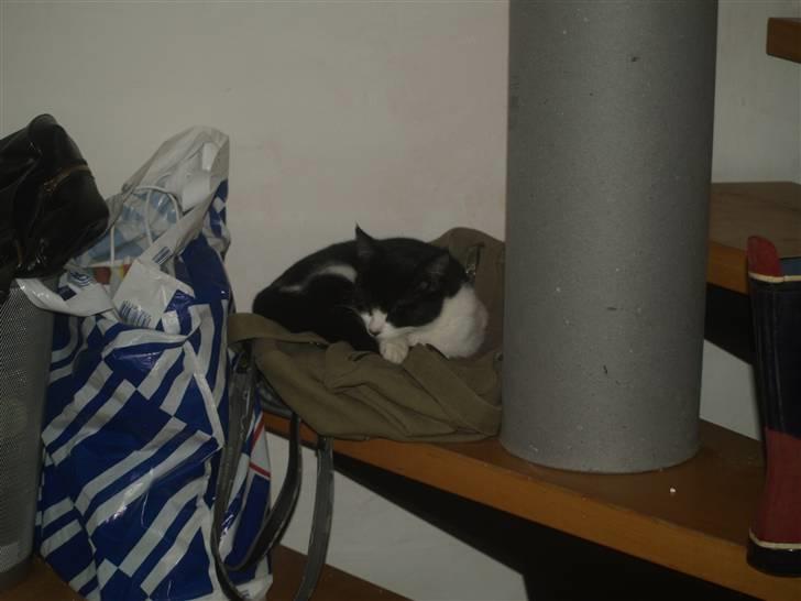 Huskat Miv*RIP Min lille skat* - Århh jeg er så træt.. billede 2