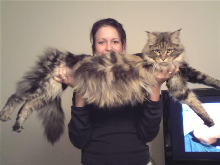 Maine Coon Olli billede 15