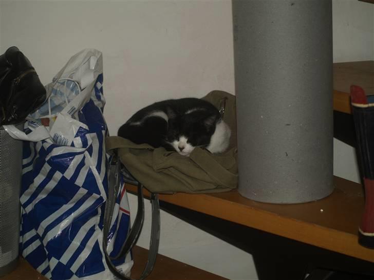 Huskat Miv*RIP Min lille skat* billede 3