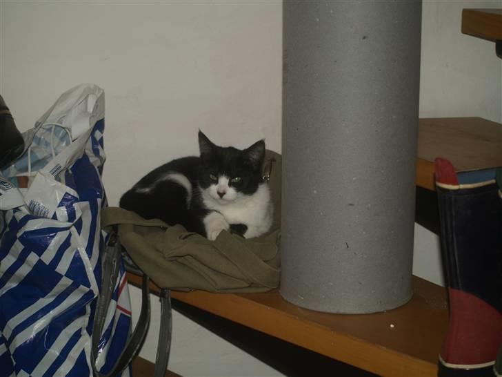 Huskat Miv*RIP Min lille skat* billede 4