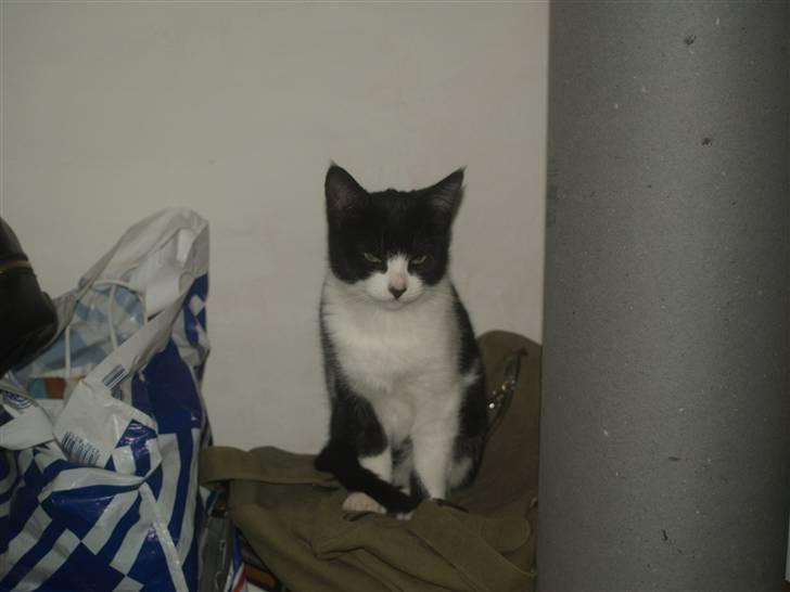 Huskat Miv*RIP Min lille skat* billede 5