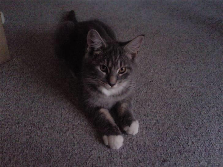 Maine Coon Baloo - se på mig jeg er 16 uger billede 1