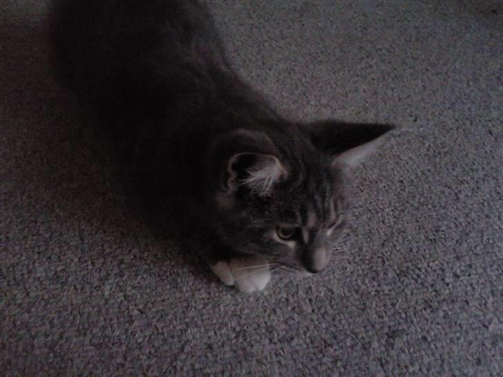 Maine Coon Baloo - jeg ligger på lur og er 15 uger billede 2