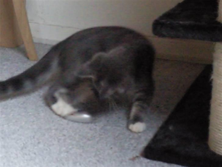 Maine Coon Baloo - jeg leger og er 15 uger billede 3