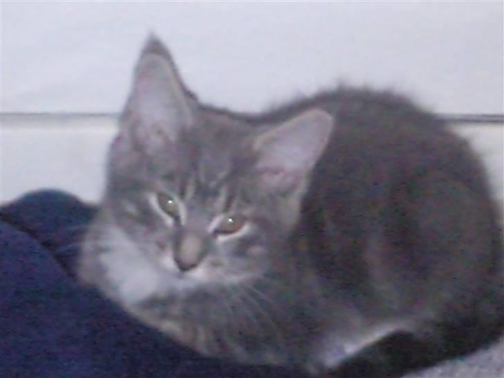 Maine Coon Baloo - her er jeg 12 uger  billede 4