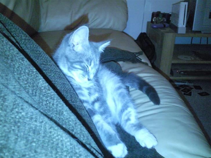 Maine Coon Baloo - her er jeg 14 uger og sidder op og sover billede 5