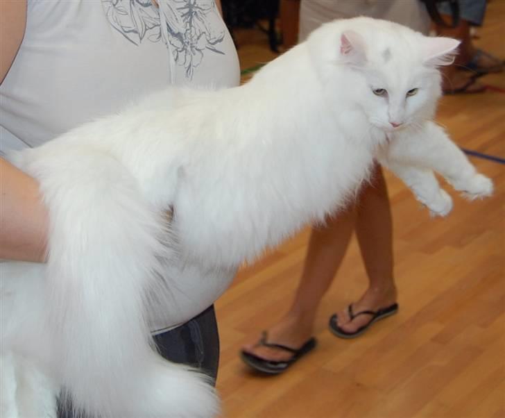 Norsk Skovkat Hekla - Hekla på sin 2. udstilling i Ringsted 16. aug. 08 hvor hun fik EX1 og BIV den dag:-)  billede 6