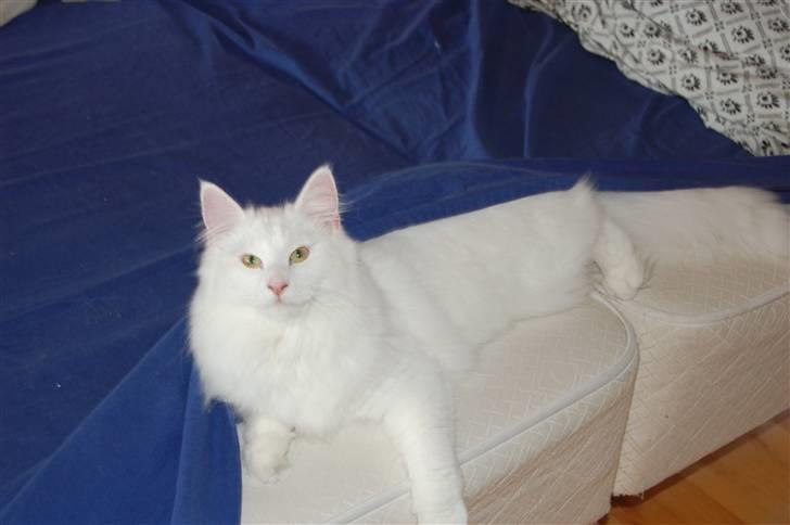 Norsk Skovkat Hekla - Hekla 9mdr ca godt med de 4kg plus lidt til men fin er hun:-) billede 7