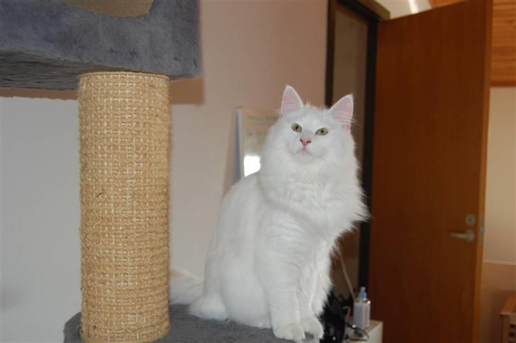 Norsk Skovkat Hekla - Hekla siddende på kradsetræer og kigger på killingerne vildmed løve kuldet:-) billede 8