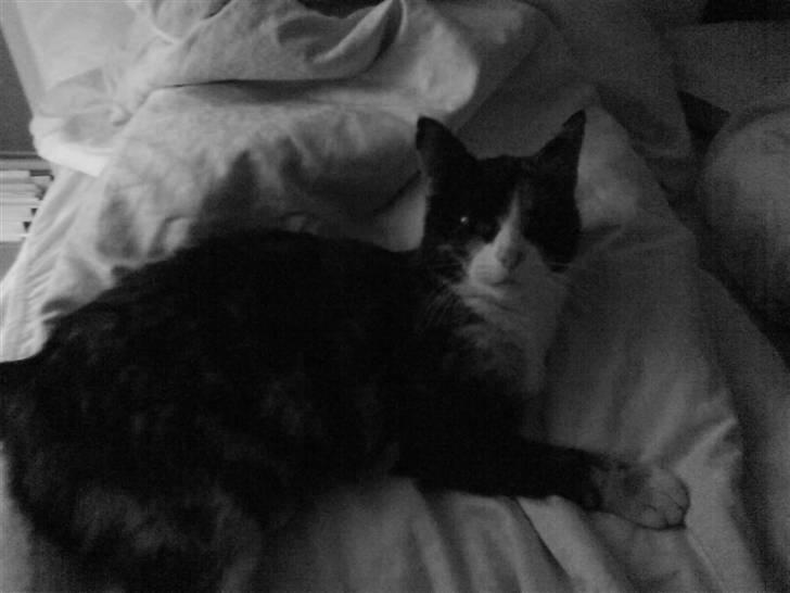 Huskat Perle - Velkommen til min profil. billede 1