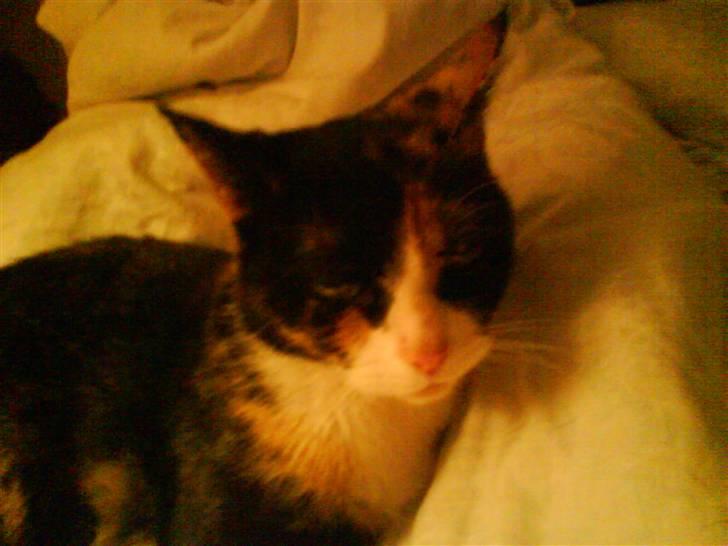 Huskat Perle - (Perle) billede 2