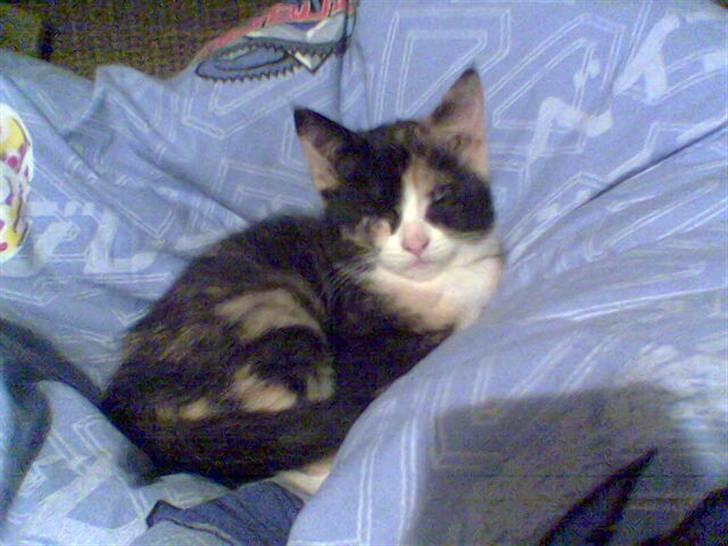 Huskat Perle - (Perle) billede 3