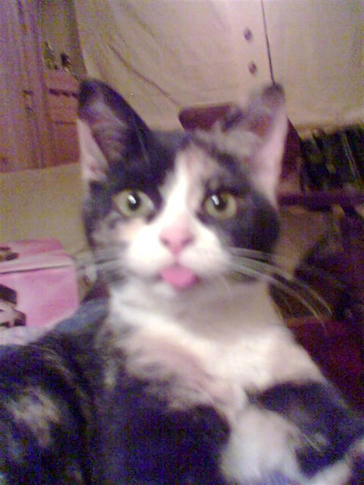 Huskat Perle - (Perle) billede 4