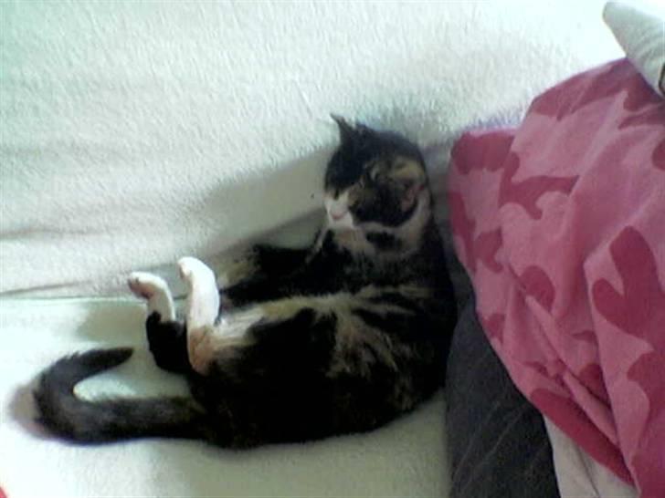 Huskat Perle - (Perle) billede 5