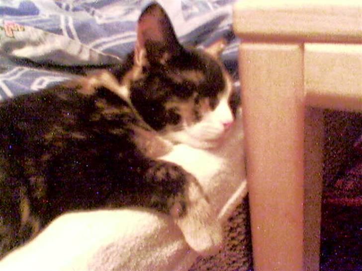 Huskat Perle - (Perle) billede 6