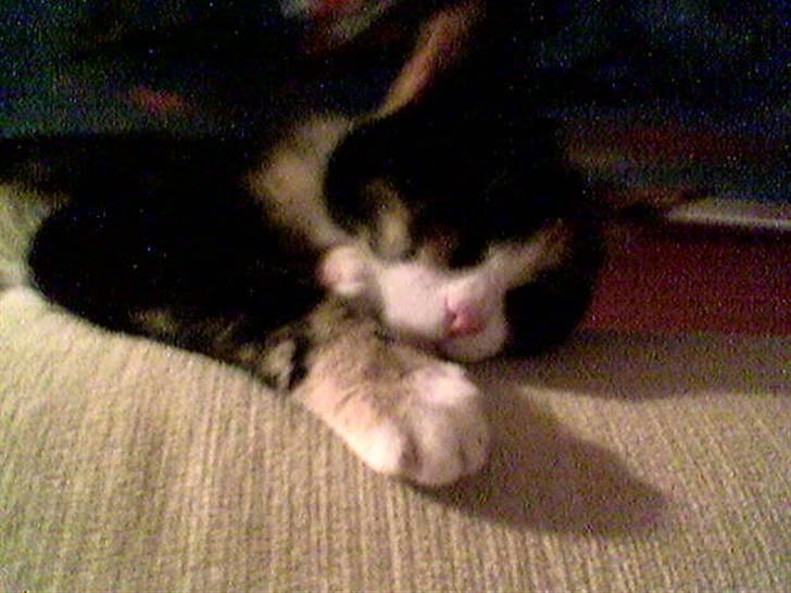 Huskat Perle - (Perle) billede 7