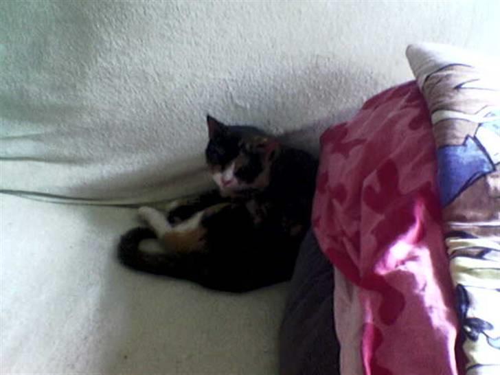 Huskat Perle - (Perle) billede 9