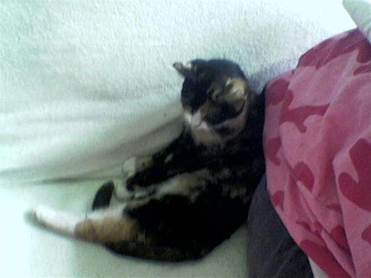 Huskat Perle - (Perle) billede 10