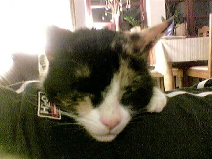 Huskat Perle - (Perle) billede 12