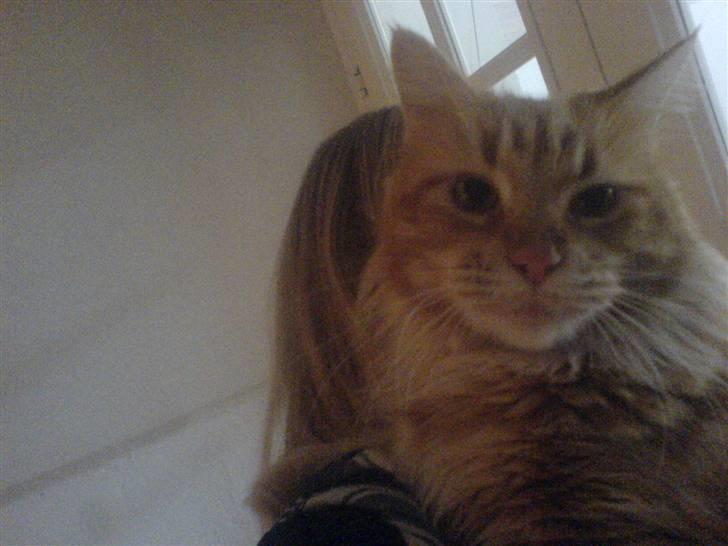 Maine Coon Mille billede 7