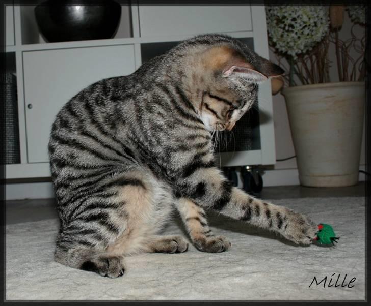 Huskat Mille R:I:P billede 8