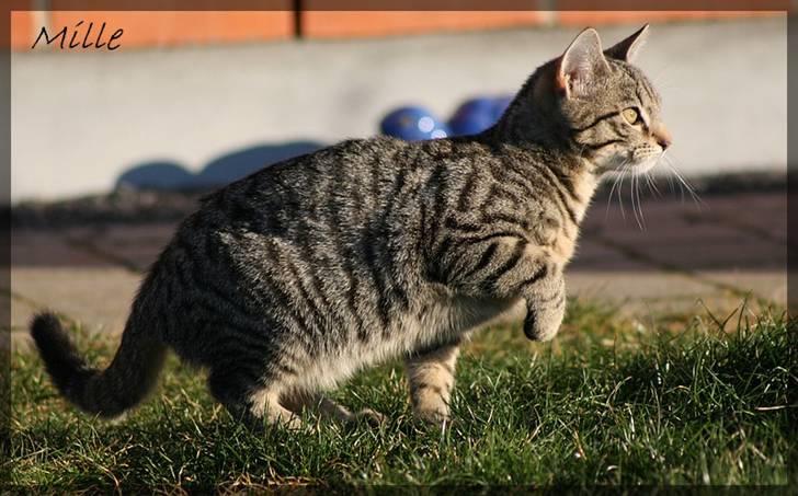 Huskat Mille R:I:P billede 9