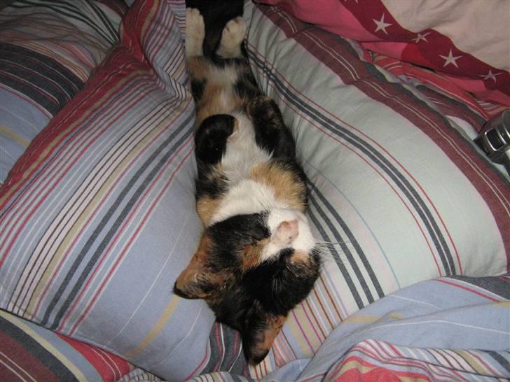 Huskat Perle - (Perle) billede 13