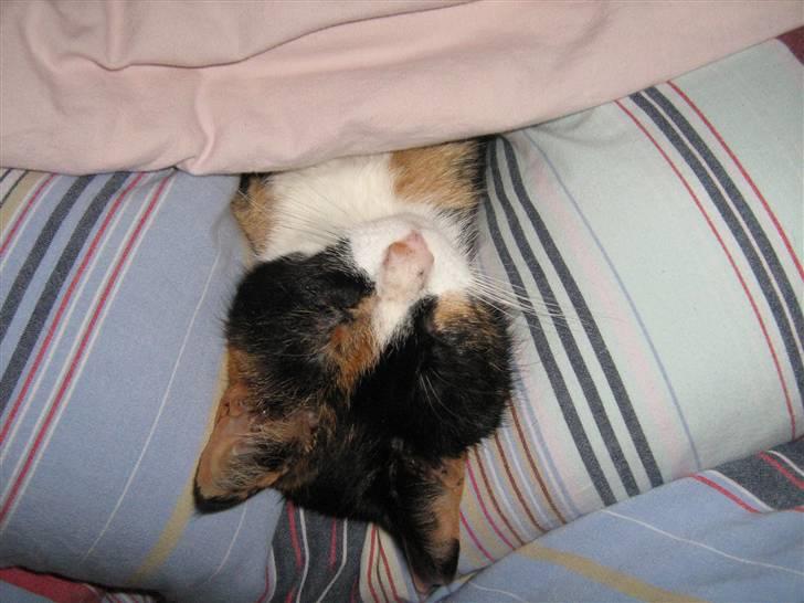 Huskat Perle billede 14