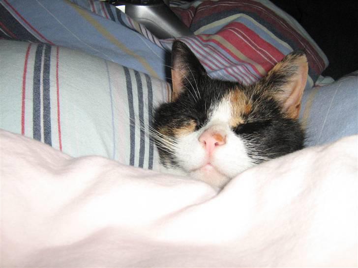 Huskat Perle billede 15