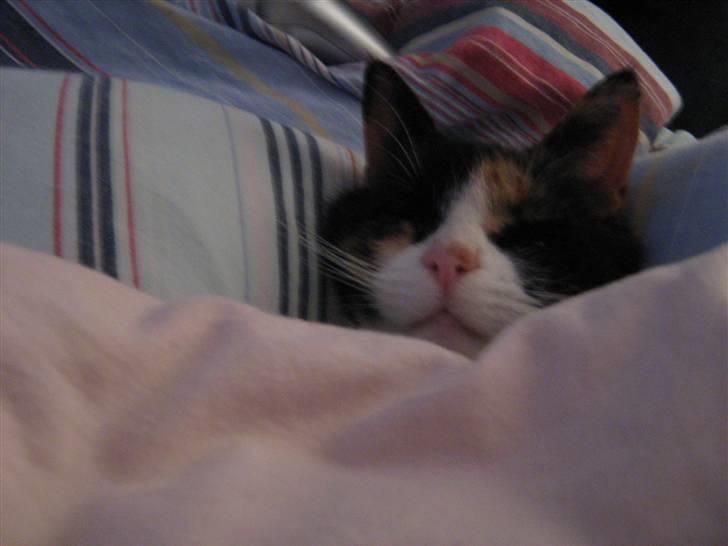 Huskat Perle billede 16