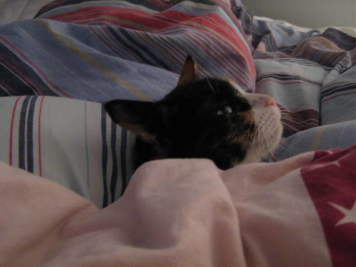 Huskat Perle billede 17