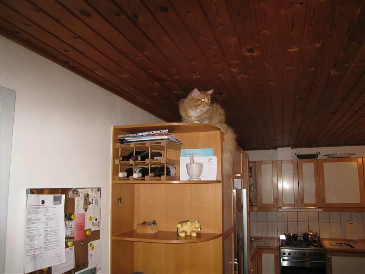 Maine Coon Odin - Overblik, det er lige mig billede 10
