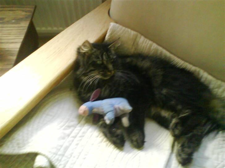 Norsk Skovkat Palle - Hej jeg hedder Palle.. billede 1