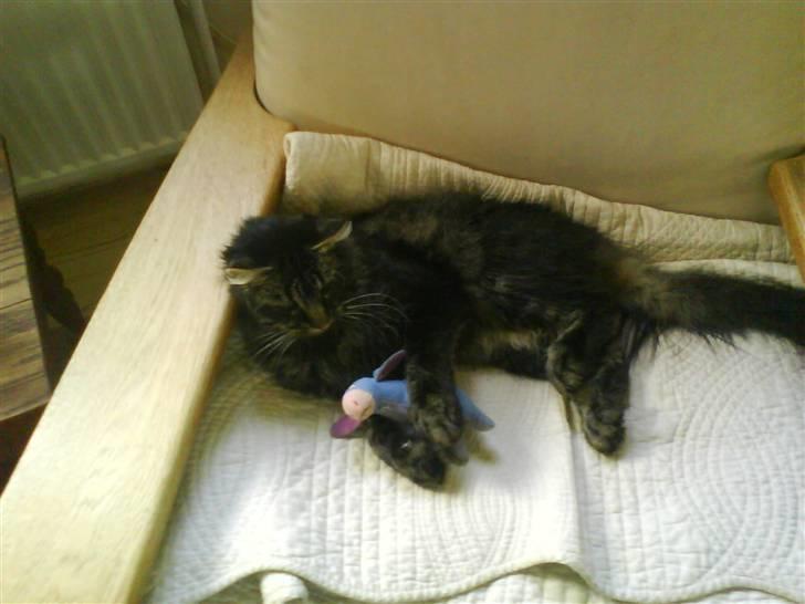 Norsk Skovkat Palle - (Palle) billede 2