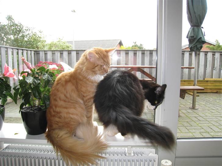 Maine Coon Odin - Min bedste ven, Thor, og jeg billede 11